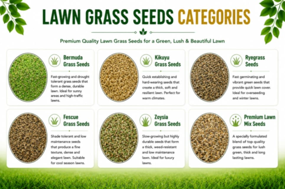 Lawn Grass Seeds